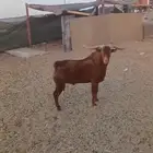 تيس محايلي فحل حار