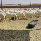 رخال حريات حرش مراح 102 بالفحول