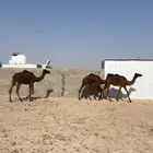 للبيع البكار المجاهيم