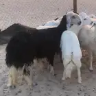 رخل ثنيه دافه على الشرط