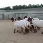للبيع جذعات طيبه