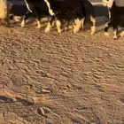 رخال نجد صنف