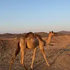 قعود حق للبيع