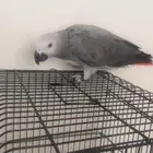 كاسكو