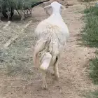 نعجة حيل