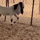 تيس عمره ثلاثه شهور تام مشروع فحل فاخر من الآخر