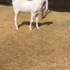 جفره مطورره فااخره