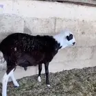 نجدي هجين