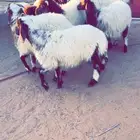 خرفان ورخال نعيم