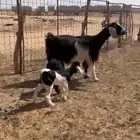 عنز معها اثنين تم البيع