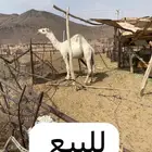 قعود عفر