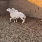 رخل وخروف