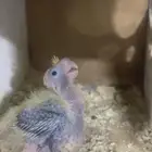 محمية فرح