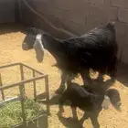 عنز متوم طيبه ( جماء )