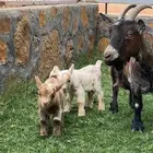 عنز قزميه والد بالمجمعة