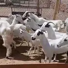 ماعز بيشي