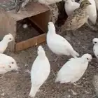 سمان بوب وايت