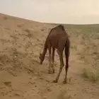 قعود العمر سنه من له رغبه التواصل