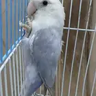 طقطق روز ذكر