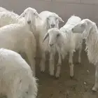 خرفان فل