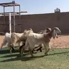 جفار صفر طيبه