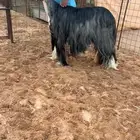 شاه نجديه والد صنف