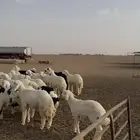 بهم حري خرفان