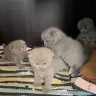 قطط سكوتش بيور كتن شورت هير