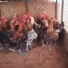 ديوك ودجاج بلدي