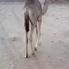 قعدان