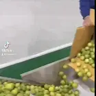 خط غسيل وعصر الومي