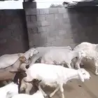 ذبايح