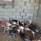 رومي