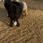 طليان نجد فيها رخل