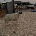 ثلاثه رخال للبيع