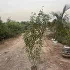 ليمون بن زهير