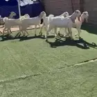 جفار مشاريك طيييبه