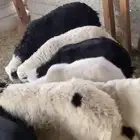 طليان نجد طيبه ظهورها فيها وحده رخل عددها 7