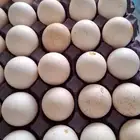 بيض رومي لبيع