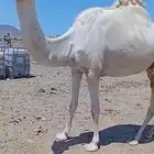 ناقه للبيع
