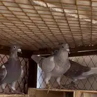زاجل سباق تم البيع