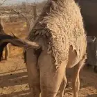 قعود كفو