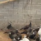 للبيع فروخ طاووس أزرق وأبيض وأبرق