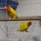 روز لاتينو رد فيس