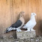 عرض مميز للبيع فردتين اتراك توب التوب