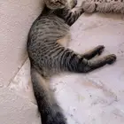 قطه للتبني