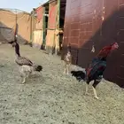 ديك و دجاج شامو يباني للبيع