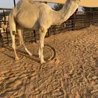 قعود حيسوني