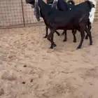 مشاريك قبرصي جروووم دفيع