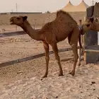 للببع البكره